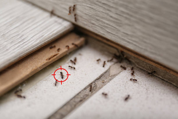 Best Affordable Pest Control Services  in Cascades, VA
